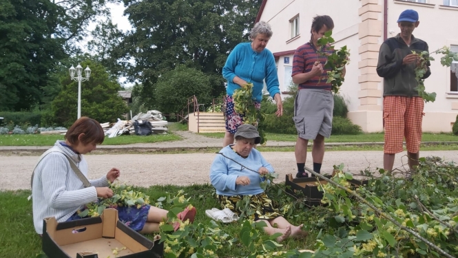 zāļu tējas vākšana