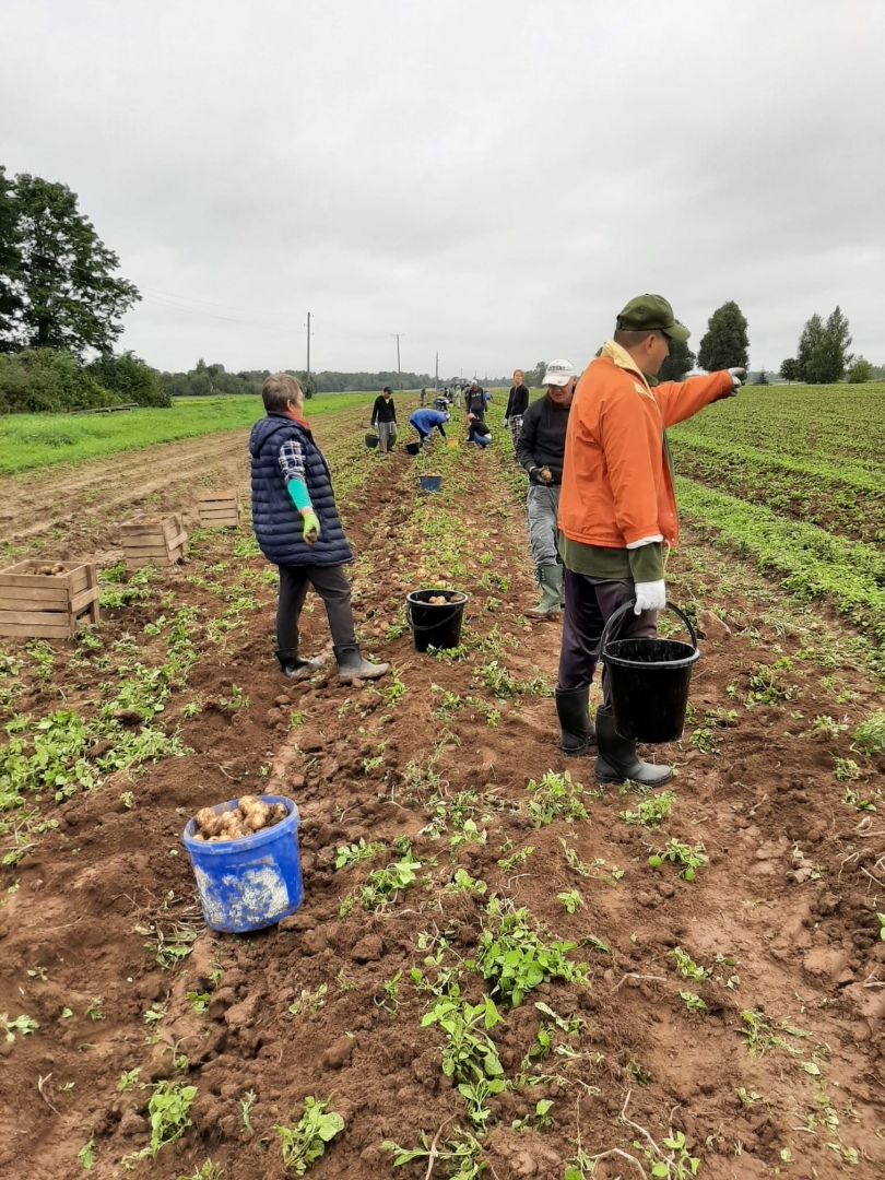 Cilvēki lasa kartupeļus