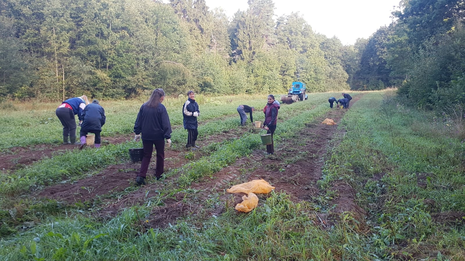 Kartupeļu vākšana