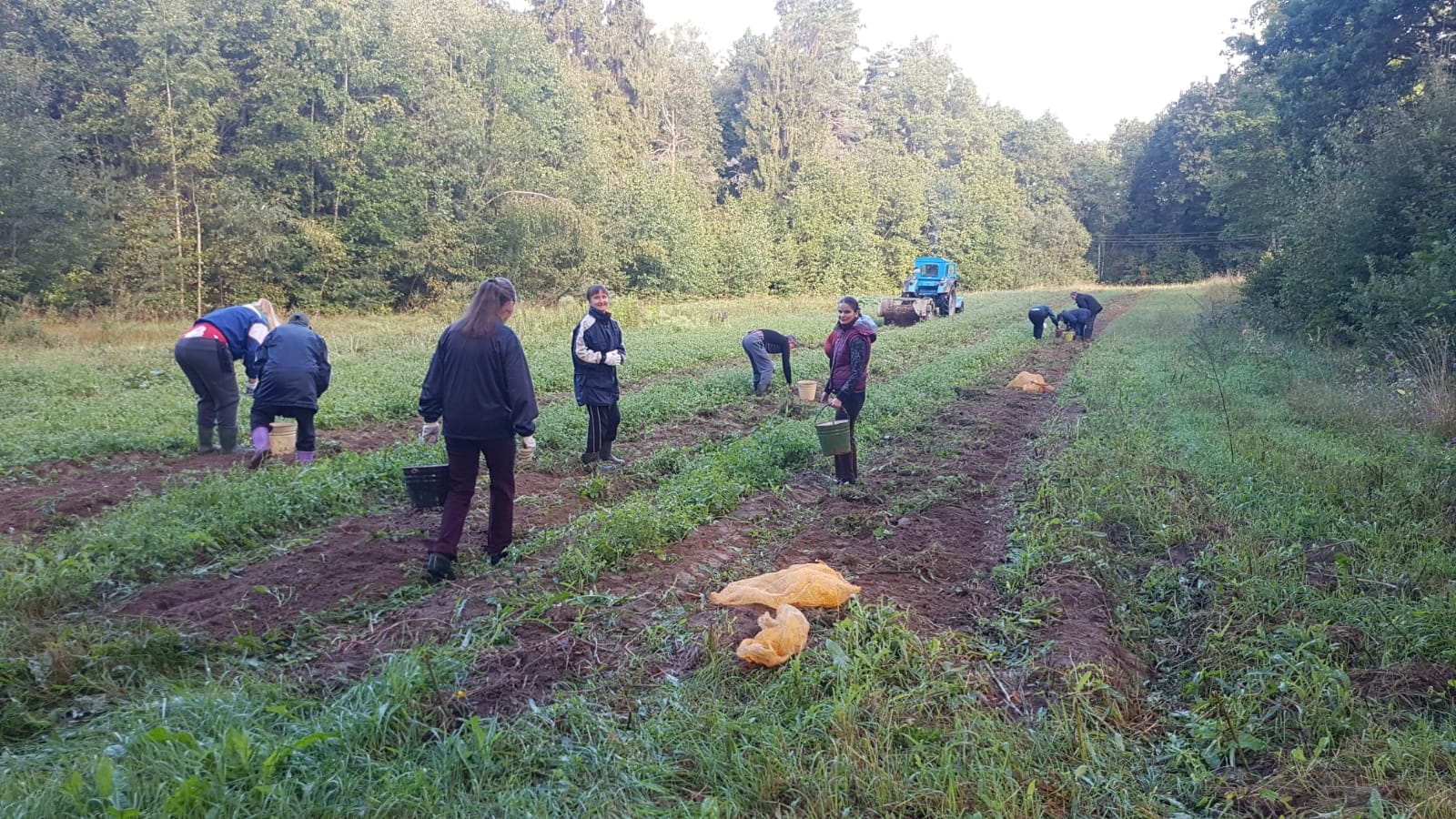 Kartupeļu vākšana