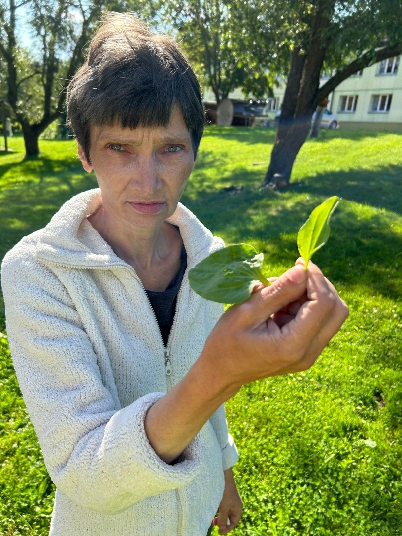 ārstniecības augu vākšana