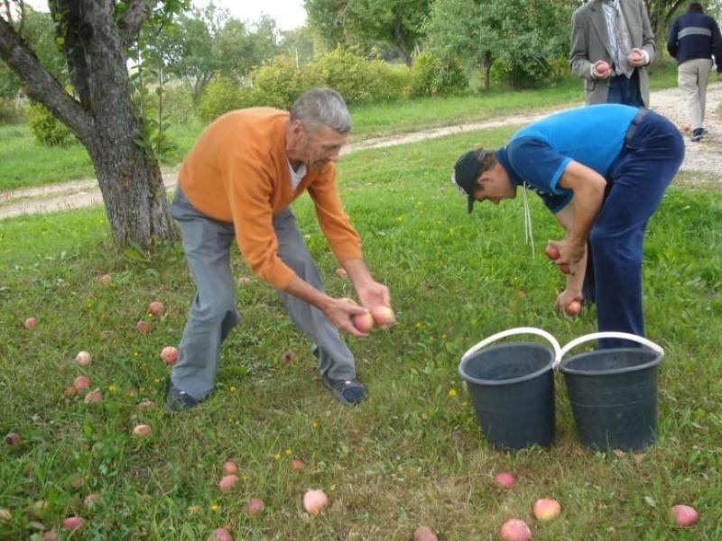 Ābolu lasīšana