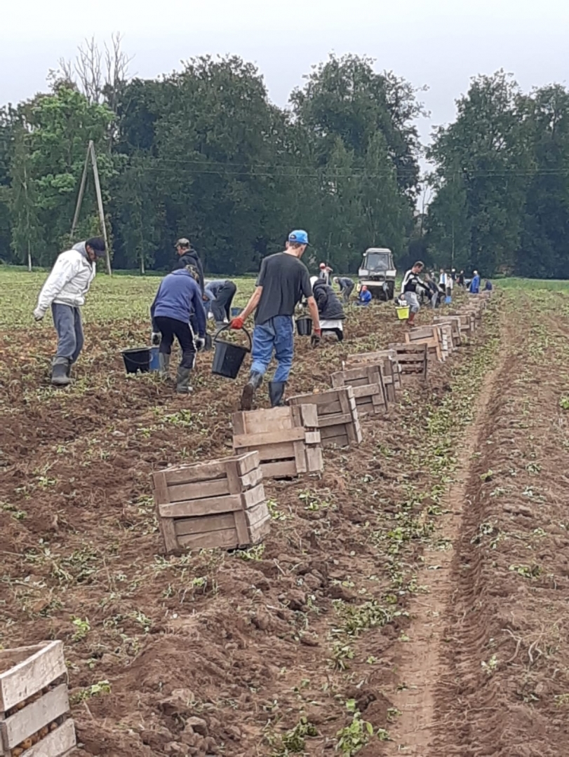 Cilvēki lasa kartupeļus