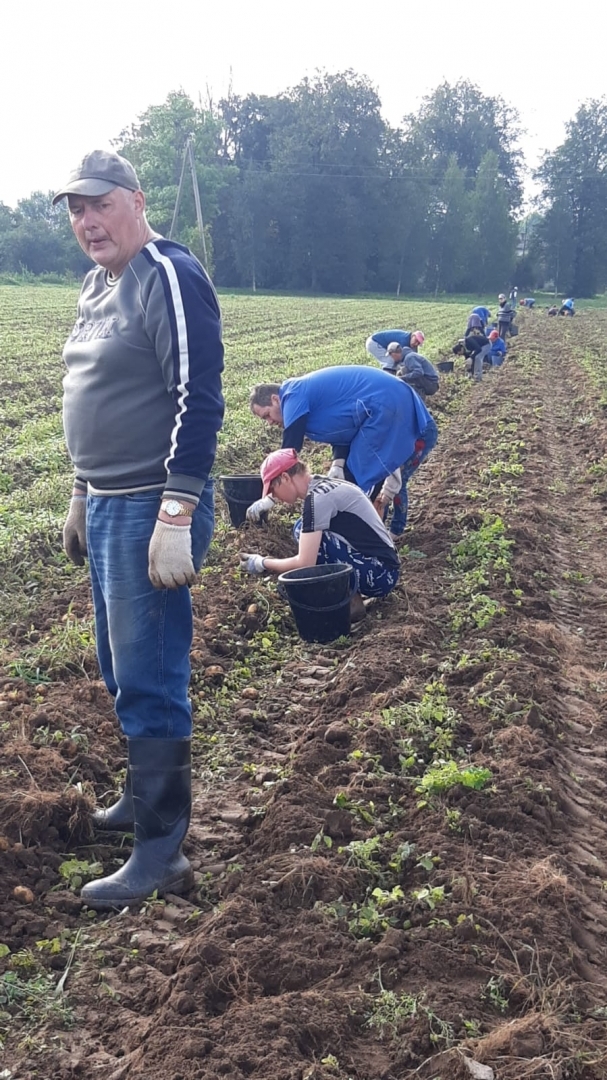 Cilvēki lasa kartupeļus