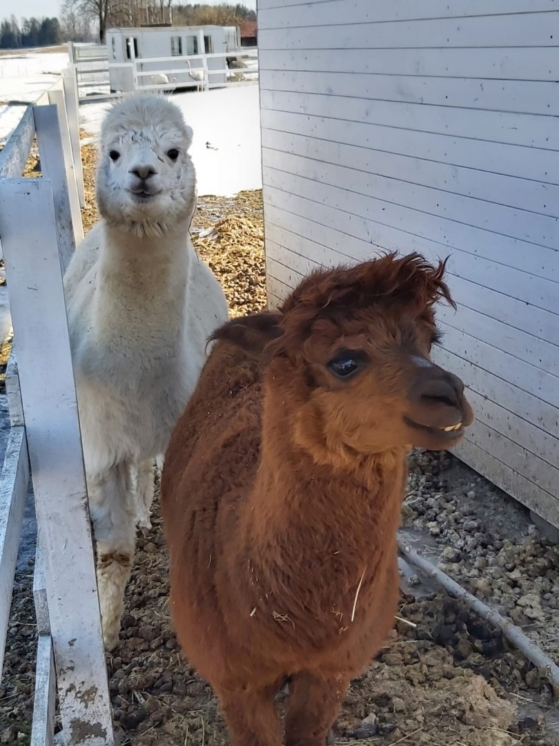 Lamas